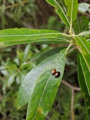 Chrysomela schaefferi