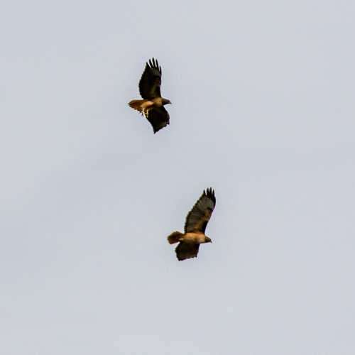 iNaturalist observation photo of Red-tailed Hawk