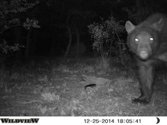 Ursus americanus machetes