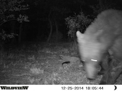 Ursus americanus machetes