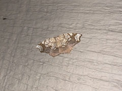 Nematocampa