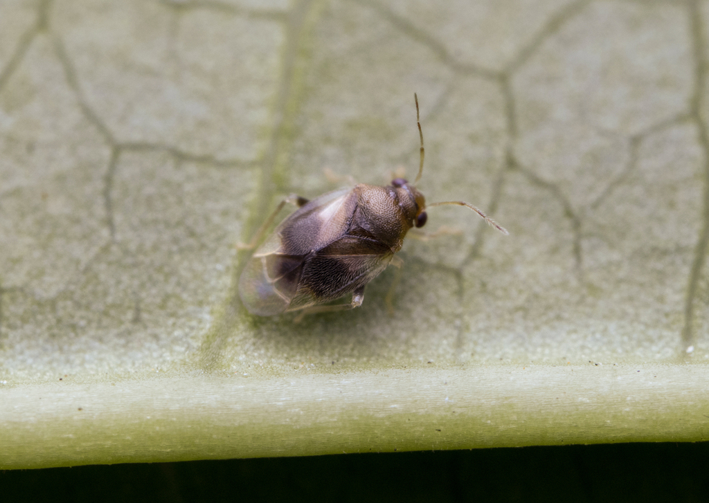 Eurychilella