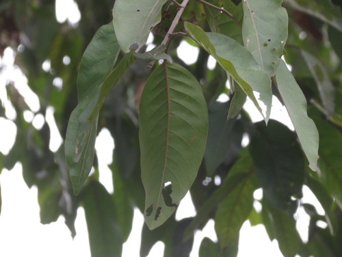 Vatica chinensis, photograph 6