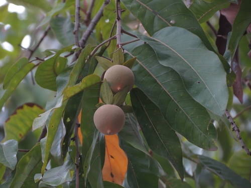 Vatica chinensis, photograph 5