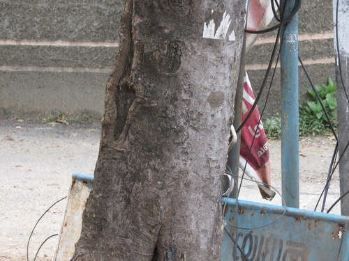 Vatica chinensis, photograph 4