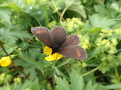 Erebia pharte