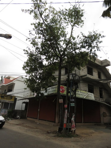 Vatica chinensis, photograph 1