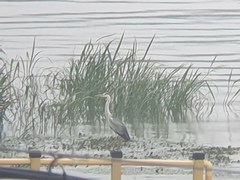 Ardea cinerea