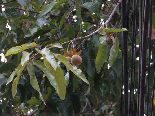 Vatica chinensis, photograph 3
