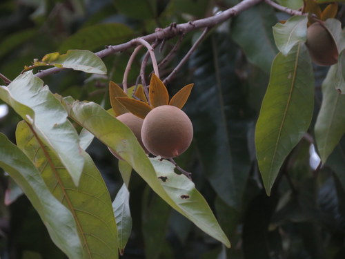 Vatica chinensis, photograph 2