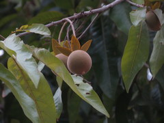 Vatica chinensis