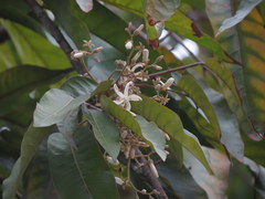 Vatica chinensis