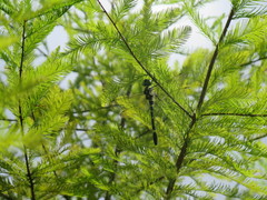 Epophthalmia elegans