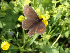 Erebia pharte