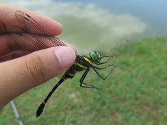 Epophthalmia elegans