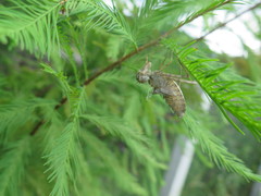 Epophthalmia elegans