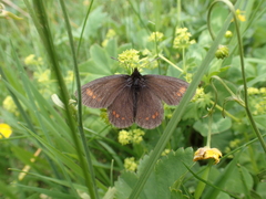 Erebia pharte