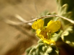 Potentilla acaulis