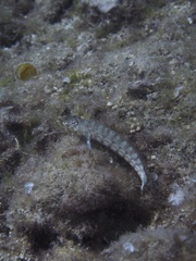 Parapercis clathrata
