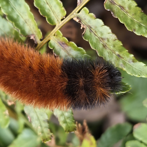 Isabella Tiger Moth, photo 10 of 10