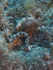 Thuridilla gracilis