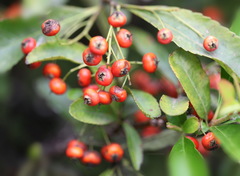 Pyracantha coccinea