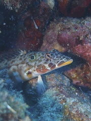 Parapercis clathrata