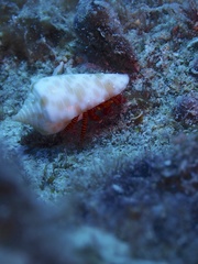 Ciliopagurus strigatus