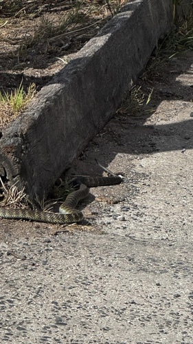 Tiger Snake sighting