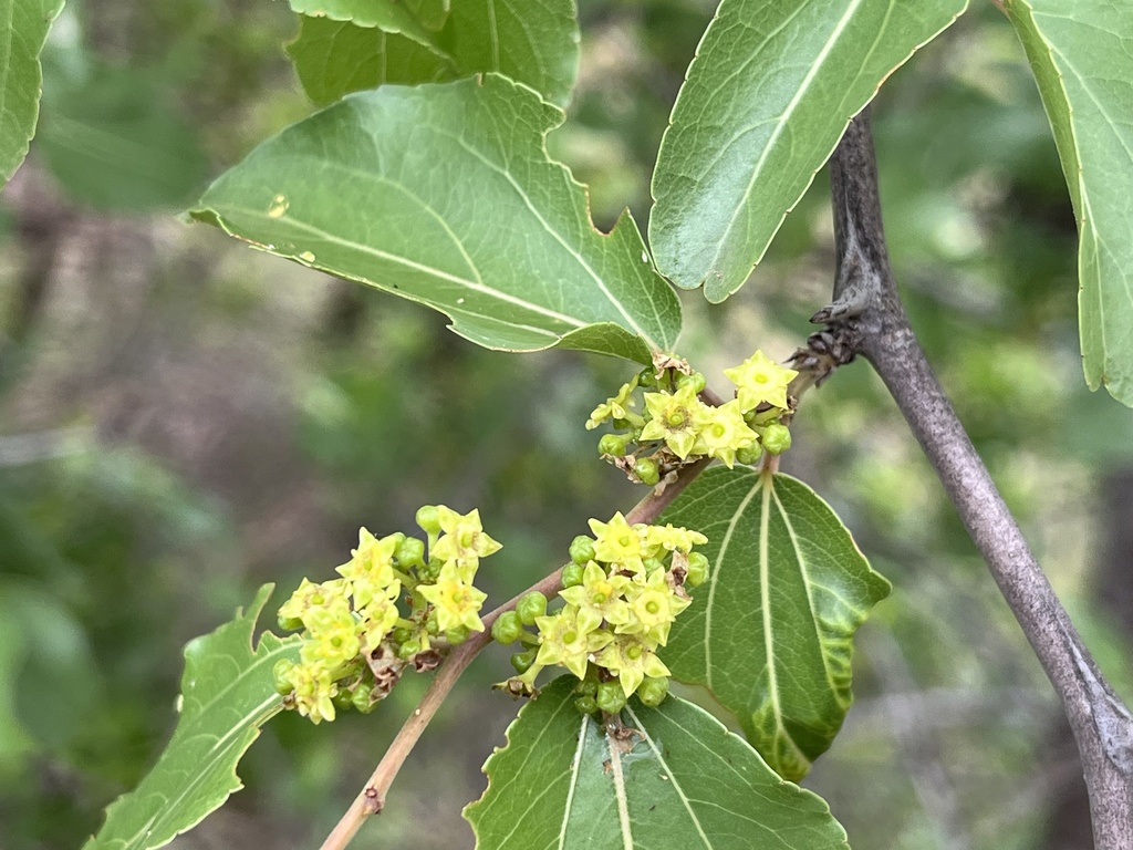 buffalo-thorn