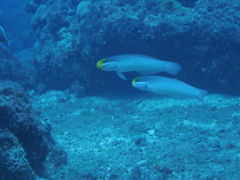 Valenciennea strigata