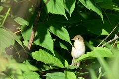 Iduna caligata