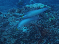 Valenciennea strigata