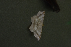 Macaria shanghaisaria