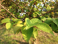 Angiospermae