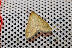 Mecyna flavalis