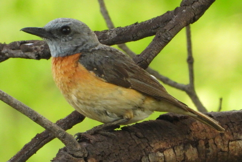 iNaturalist image