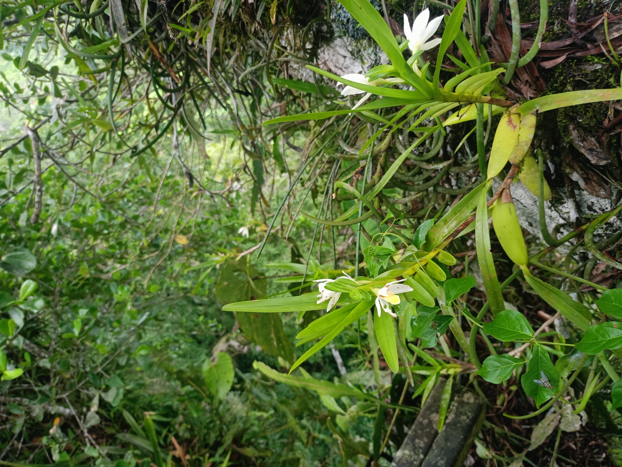 Imagem de Orquídea-amarela