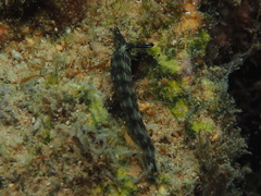 Thuridilla gracilis