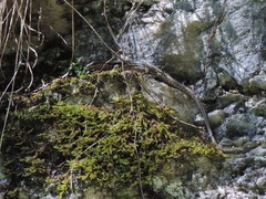 Podarcis muralis maculiventris