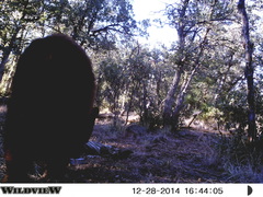 Ursus americanus machetes