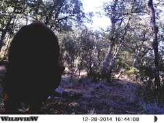 Ursus americanus machetes