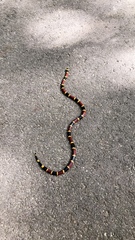 Micrurus tener tener