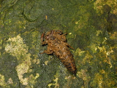 Anotogaster klossi