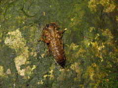 Anotogaster klossi