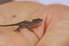 Sceloporus slevini