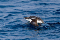 Long-Billed Murrelet photo 3