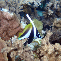 Masked Bannerfish photo 3