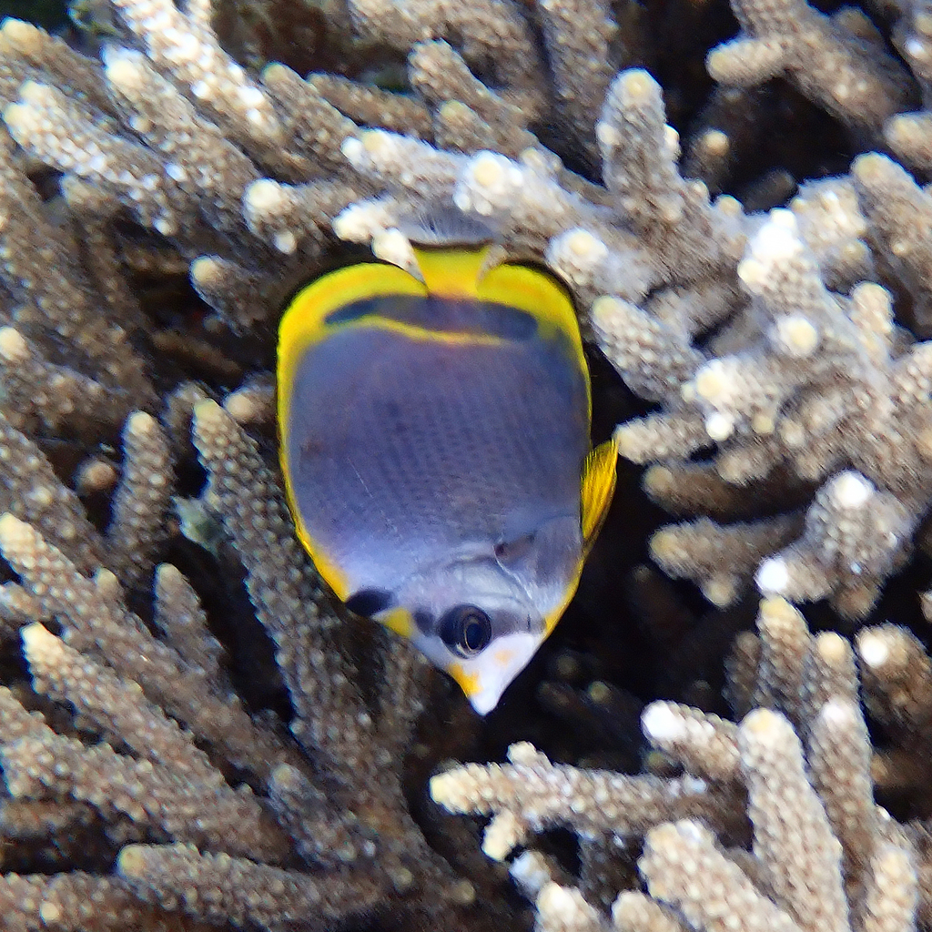 Black Butterflyfish