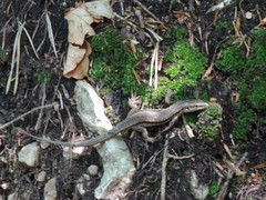 Podarcis muralis maculiventris